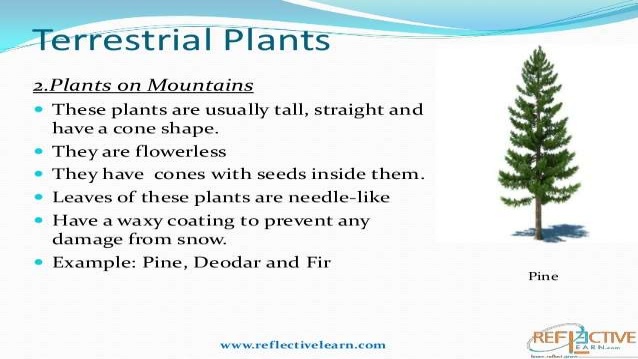 characteristics of terrestrial plants